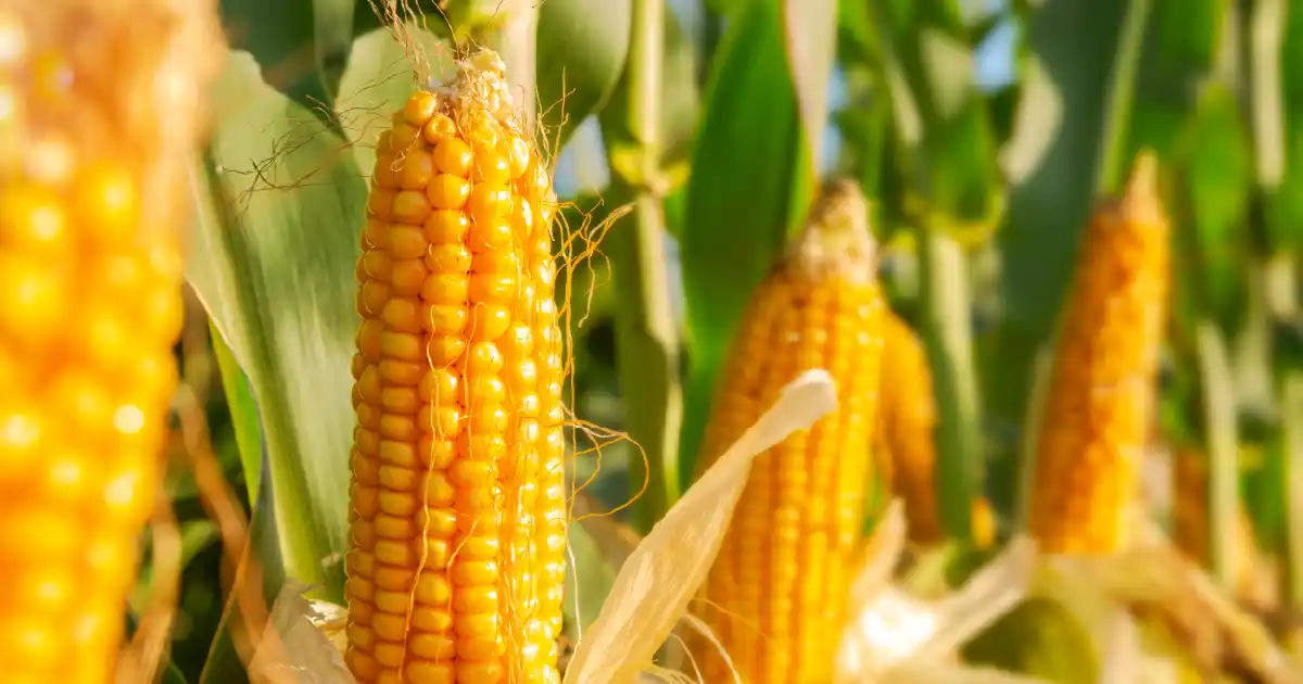 A Messiah Without Regulation