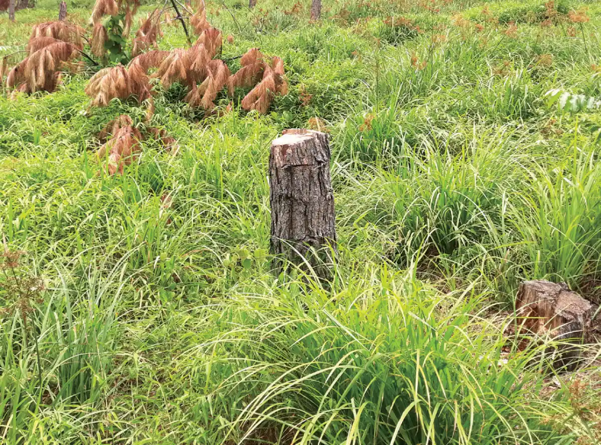 Attacks on forest guards worsen