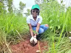 Corporate world urged to join hands in reforestation efforts