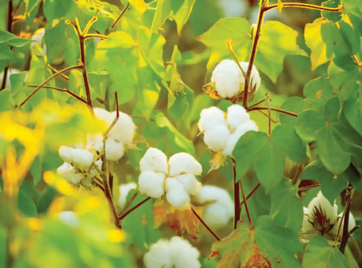 Cotton exports drop by 90%