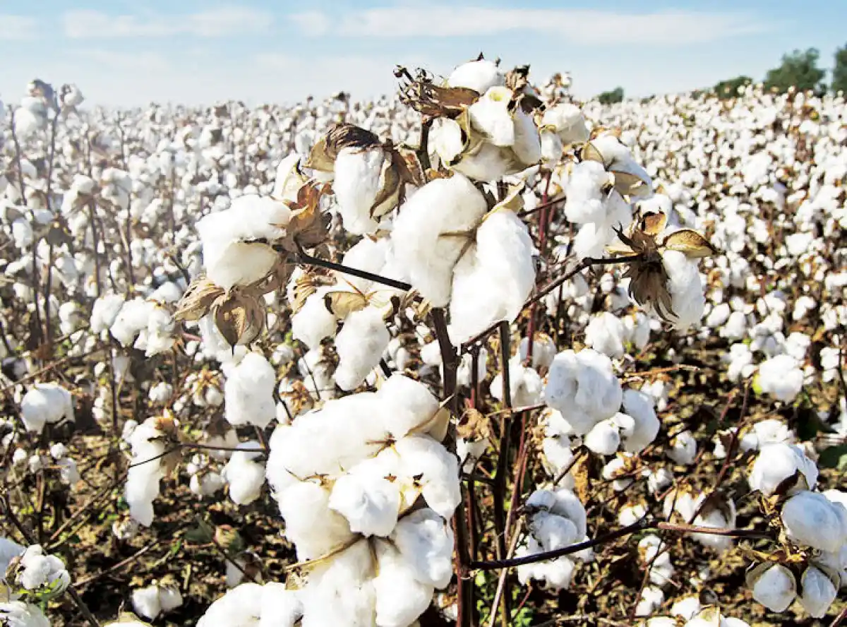 Cotton industry set for rebound