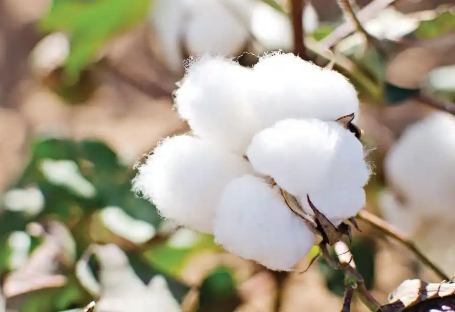 Cotton to rake in a fortune for Malawi