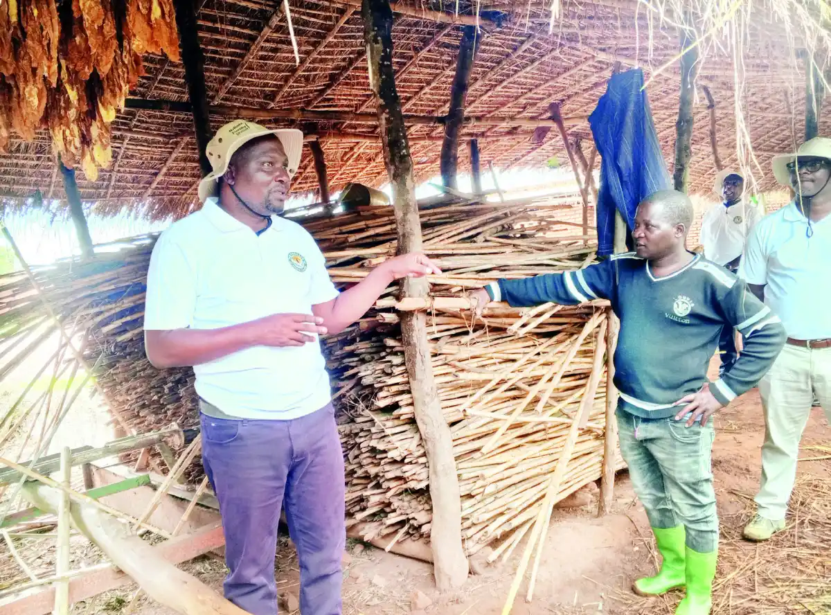Embracing change in tobacco farming