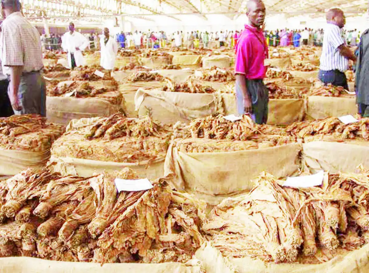 Extension services woes bother tobacco farmers