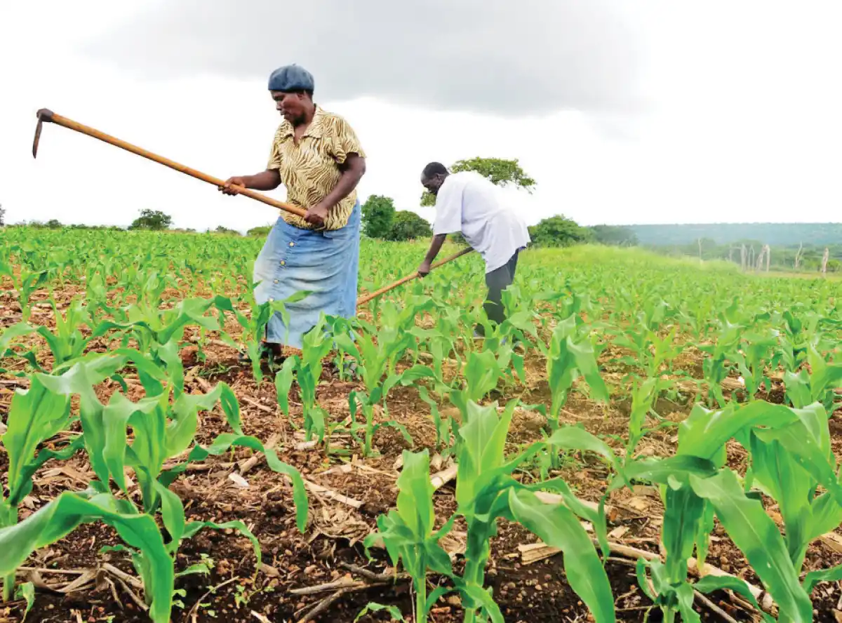 Food and Agriculture Organisation in food security drive