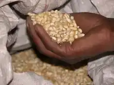 Government announces farm-gate prices