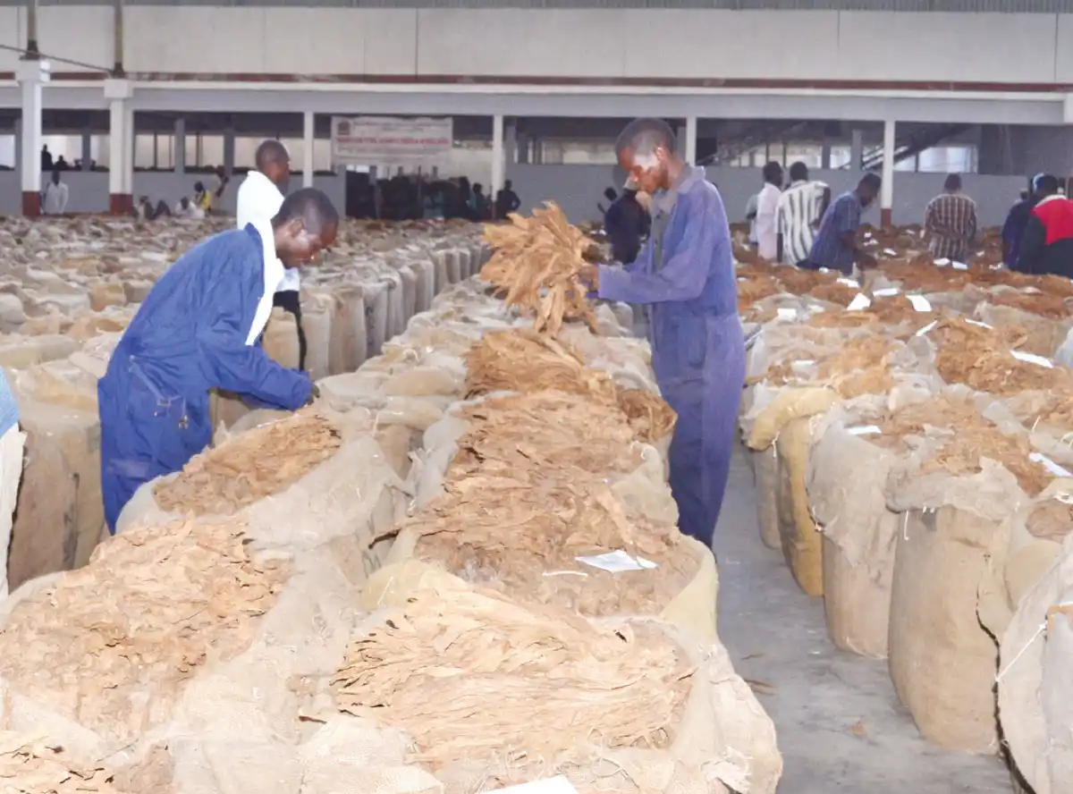 Hope, excitement as tobacco market starts