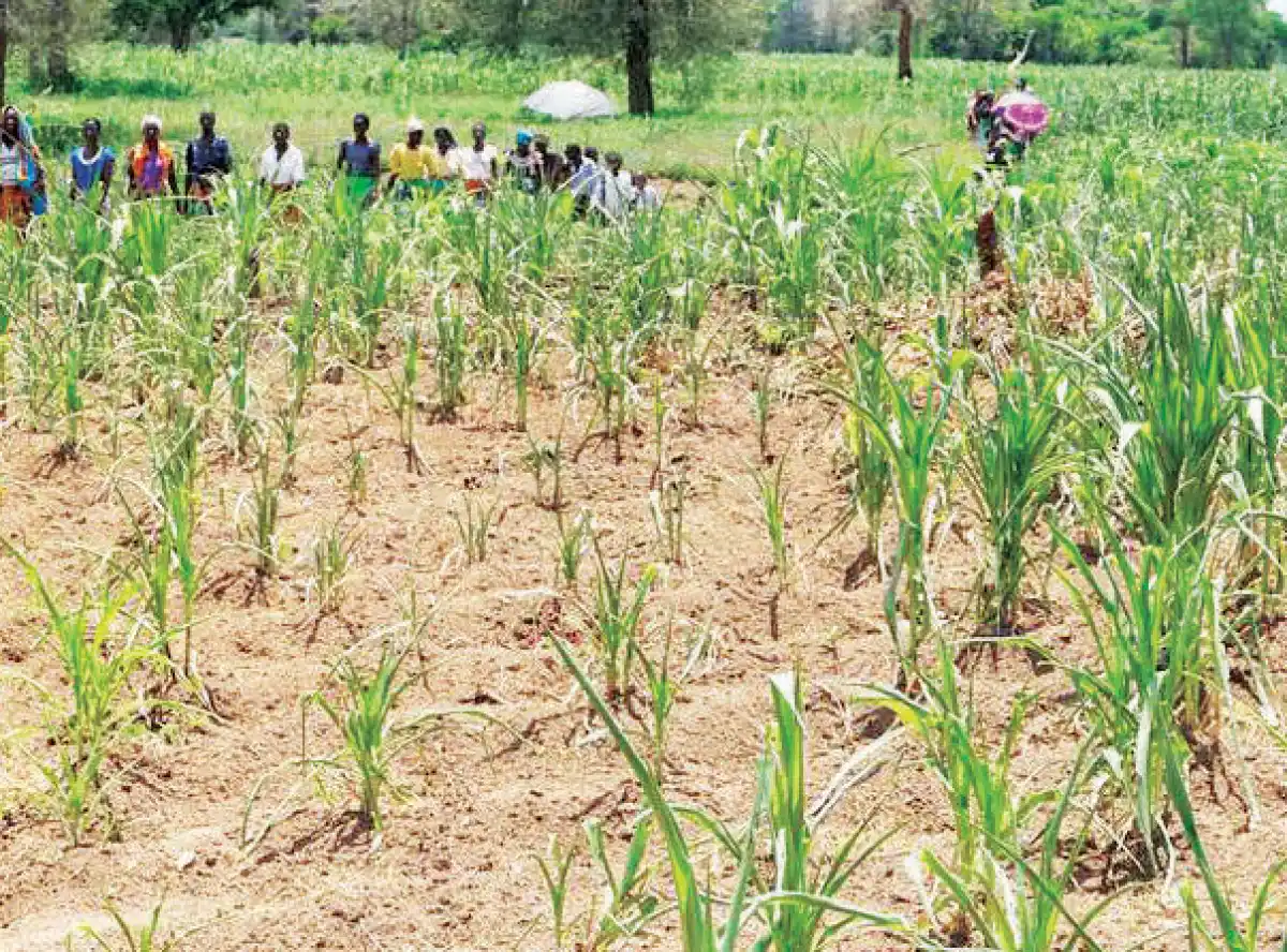 Hunger on dangerous trajectory, says FAO