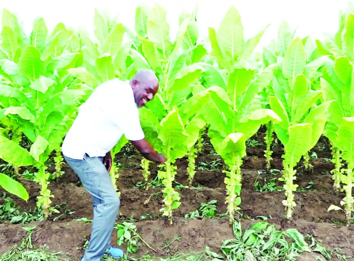 Is Malawi’s green gold diminishing?