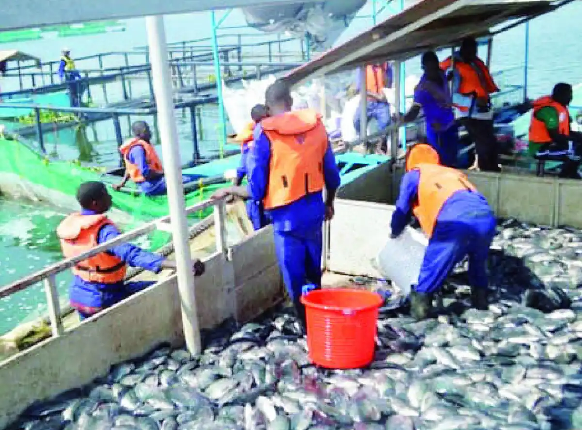 K2.3tn fisheries investment plan targets 2 million jobs