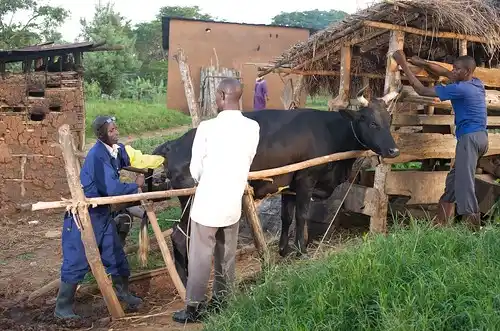 Low use of artificial insemination services in the north worries authorities
