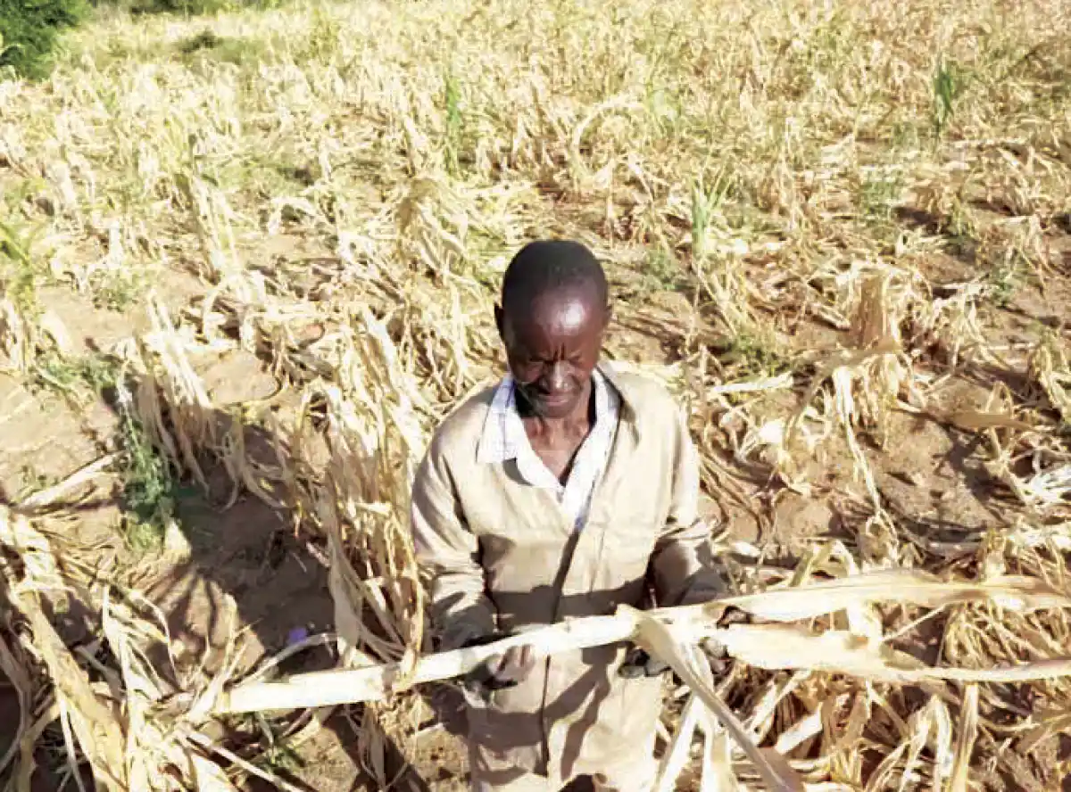 Maize prices reach record highs