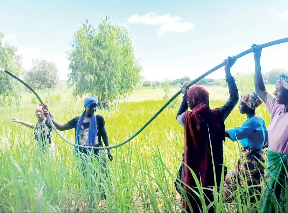 Malawi misses $480 million rice export market