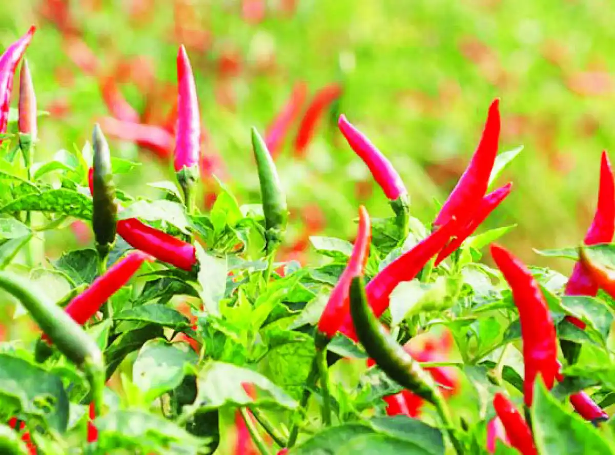 Mixed outturn on minimum prices