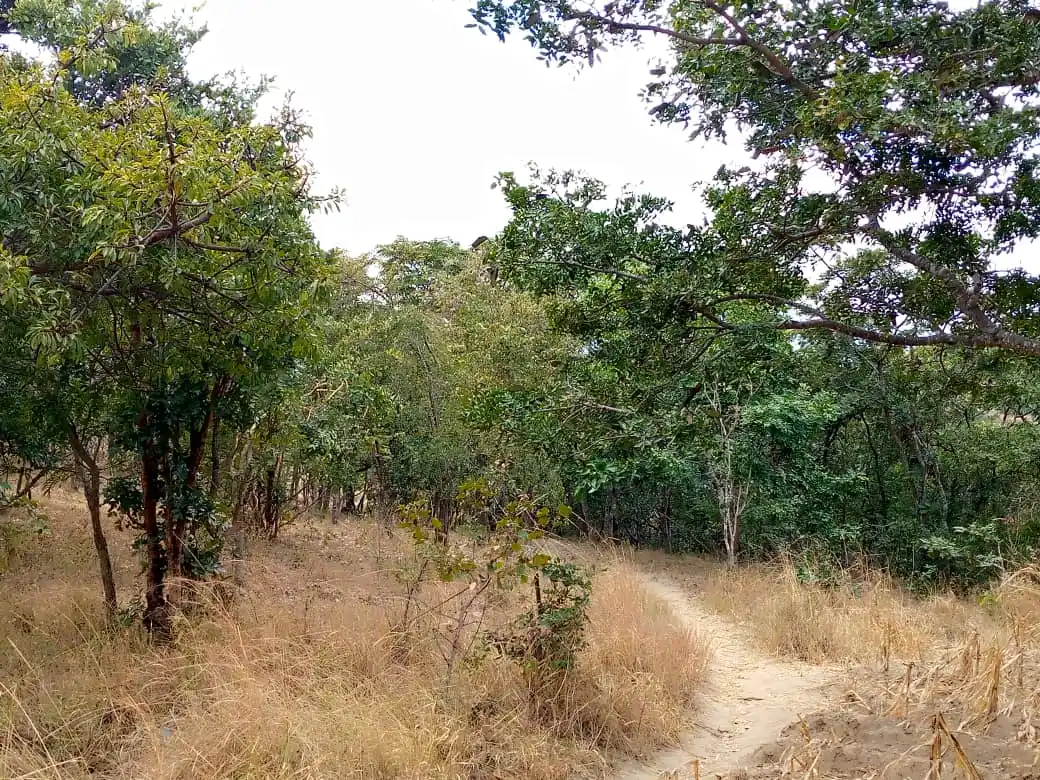 Mzimba Youth resurrects “Love Jungle” amidst rising HIV infections