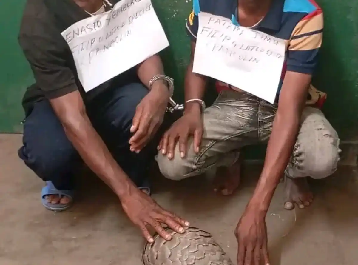 Pangolin poachers caught red-handed in Chikwawa