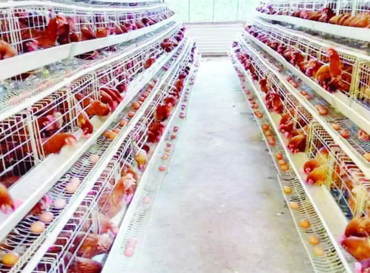 Poultry farmers pray for licence fees dissection