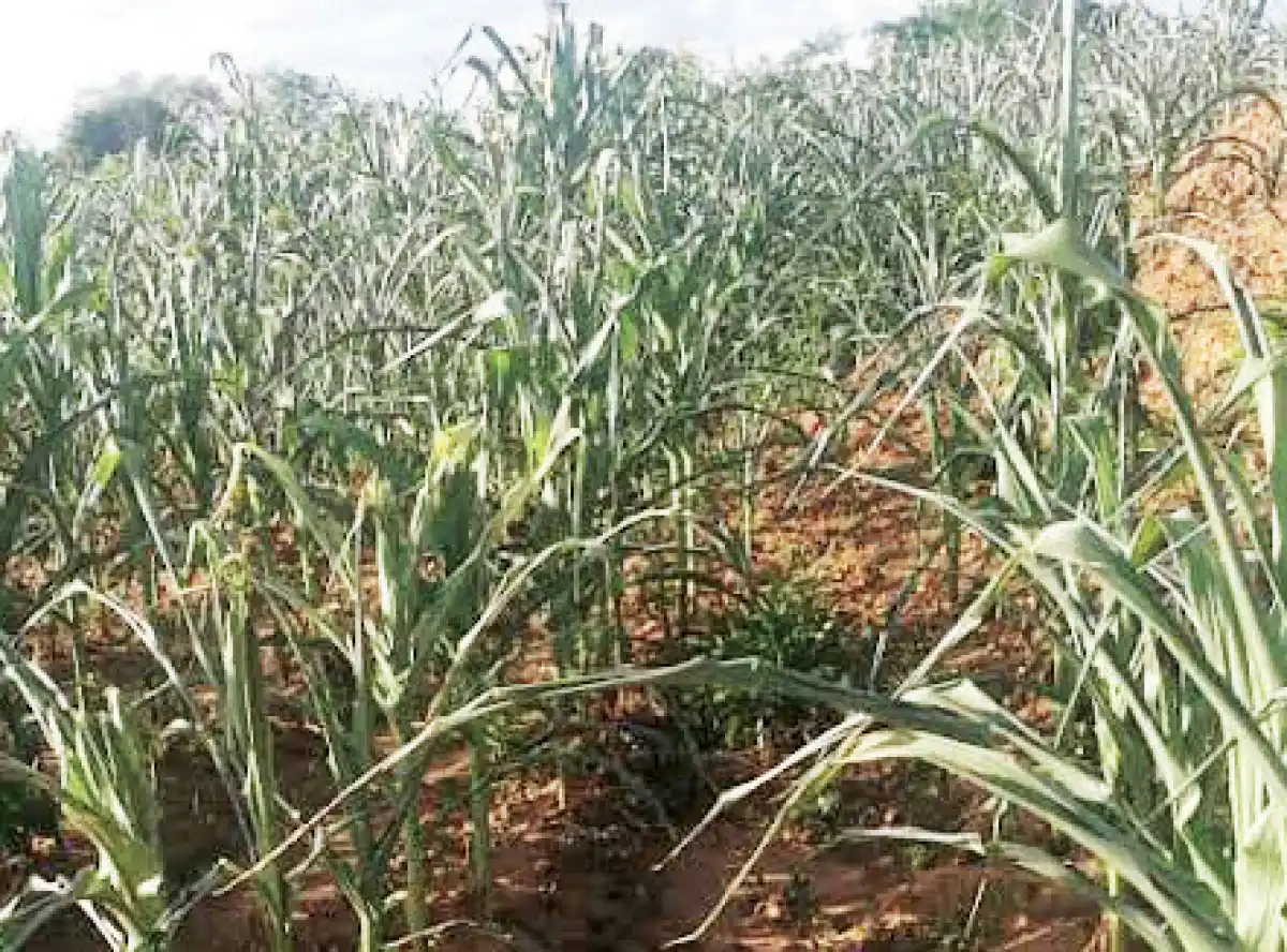 Promotions elude Malawi’s agriculture extension workers