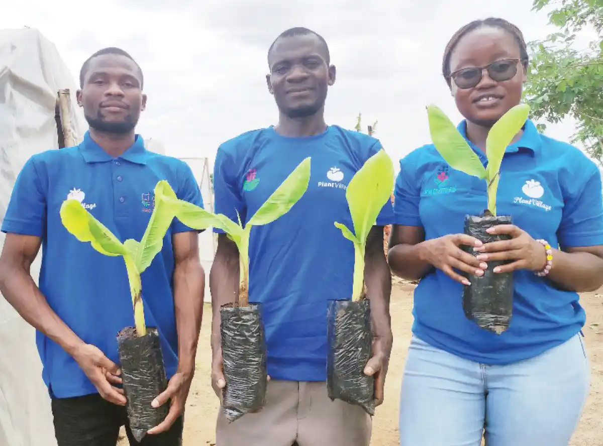 Renewed hope for clean banana suckers