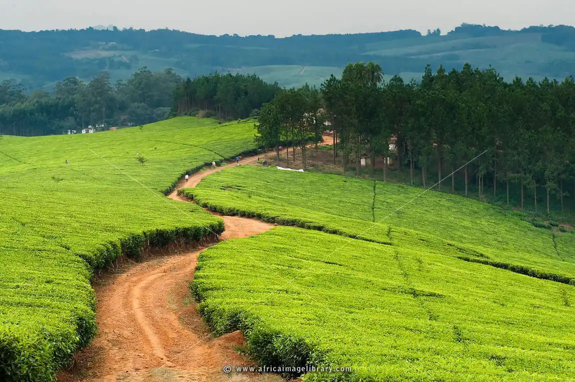 Researchers lobby for new tea varities