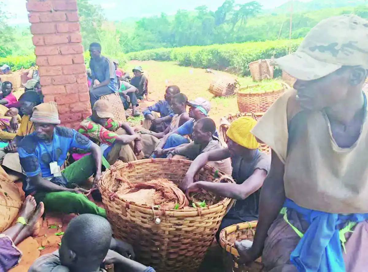 The bitter side of tea