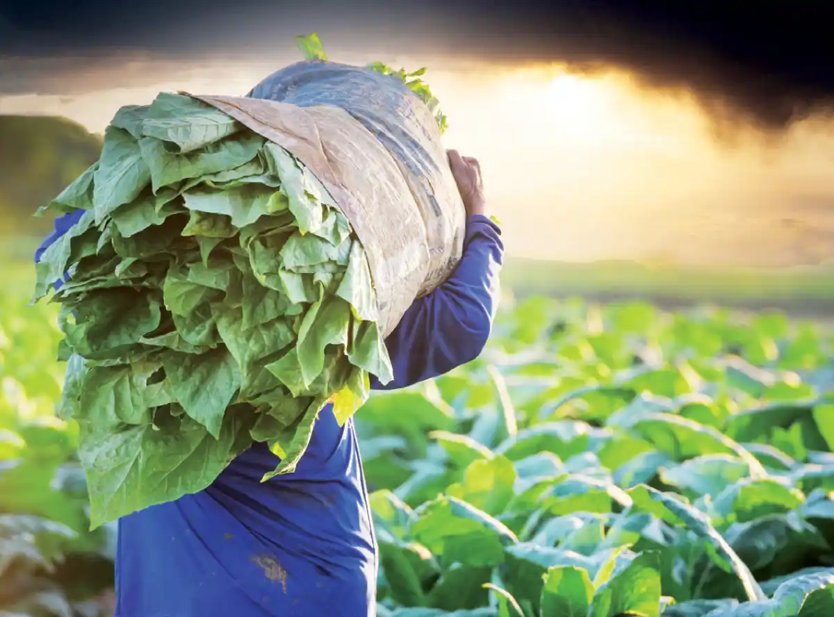 Tobacco exports hit historic $504 million