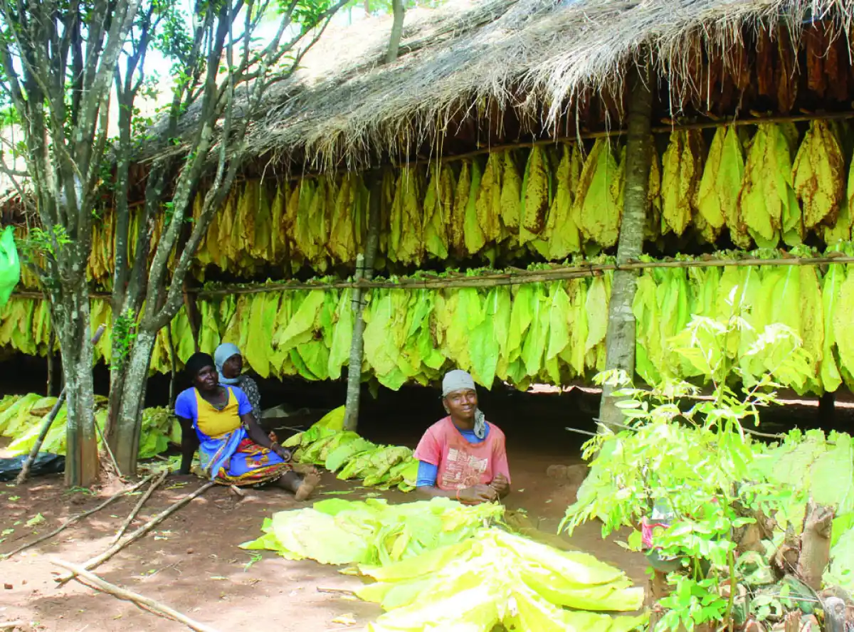 Tobacco exports surge to $545m