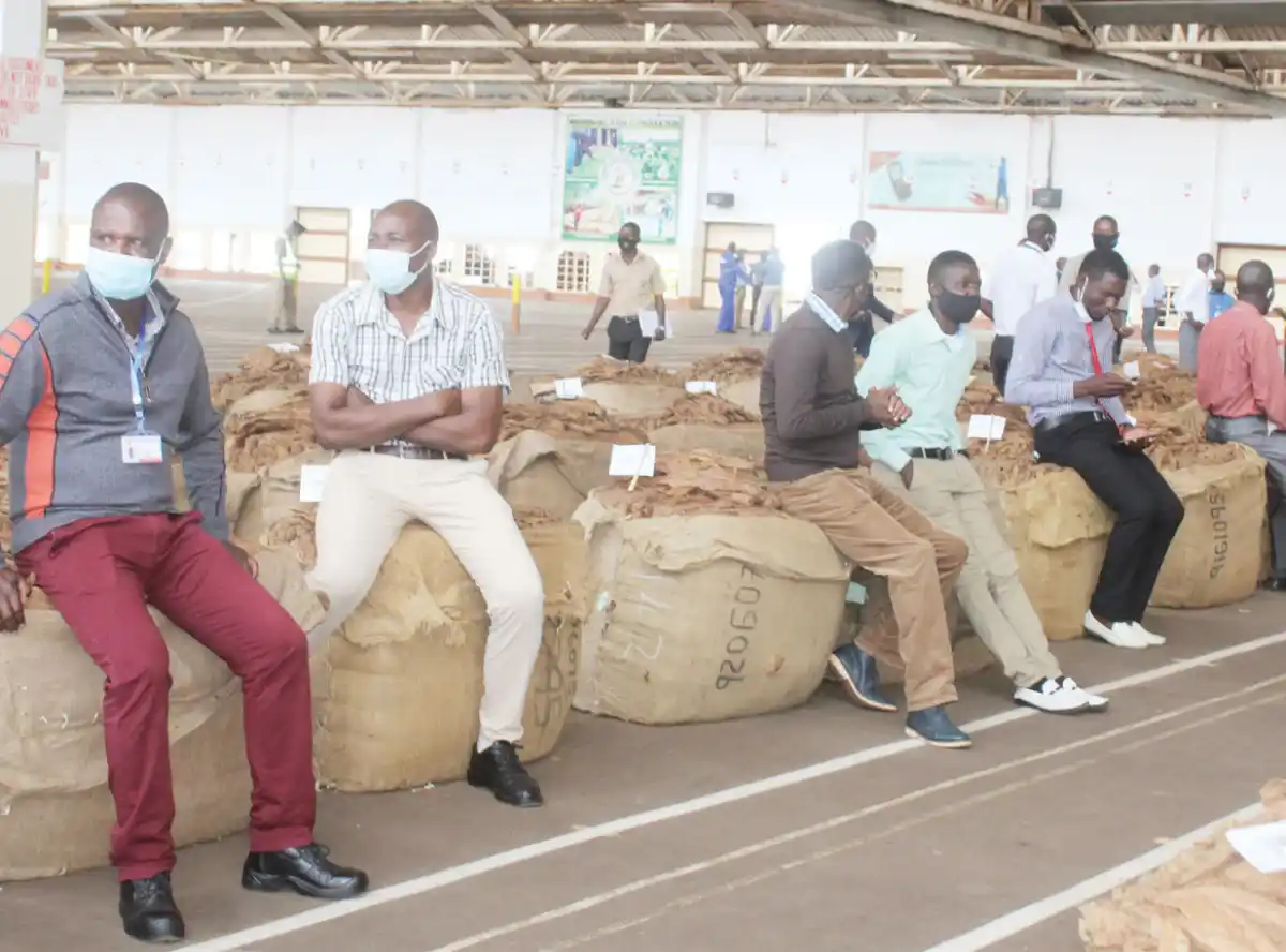 Tobacco farmers struggle to diversify, report says