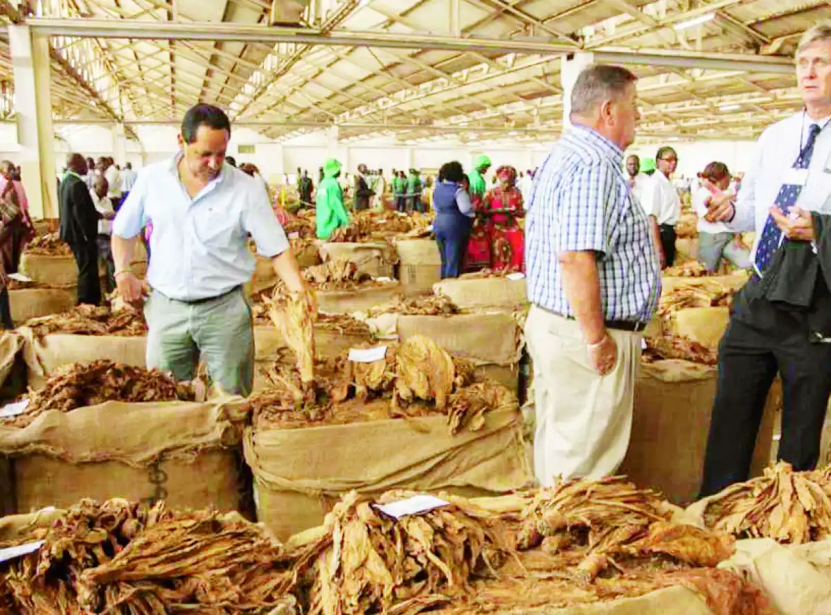 Tobacco market demand up 12%