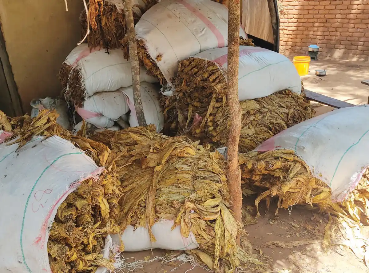 Tobacco smuggled to Zambia