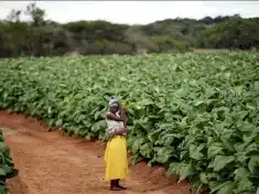 Zimbabwe takes step towards redressing colonial-era land grabs